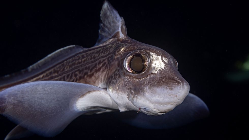 The Ghost Shark Thrives in Oceans More Than 2,000 Feet Deep