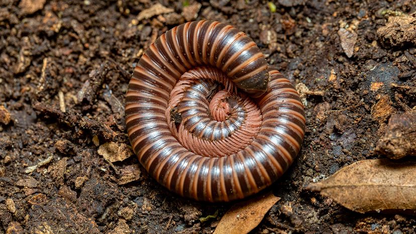 Millipede