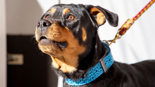 German Rottweiler vs. American Rottweiler: Know Your Rotties