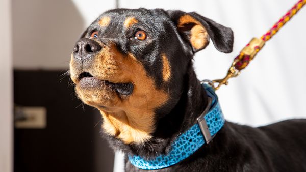 German Rottweiler vs. American Rottweiler: Know Your Rotties