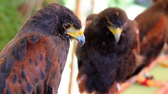 What Is a Group of Buzzards Called? Depends, Are They Feeding or Flying?