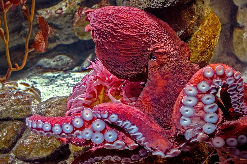 Giant Pacific octopus