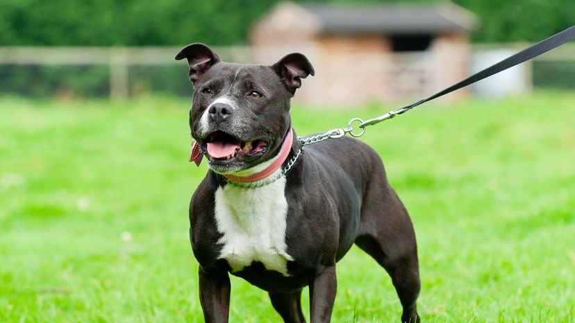 Staffordshire bull terrier