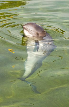 A tiny porpoise poking its head out of the water