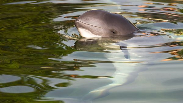 A vaquita, which looks like a tiny dolphin, poking its head out of water
