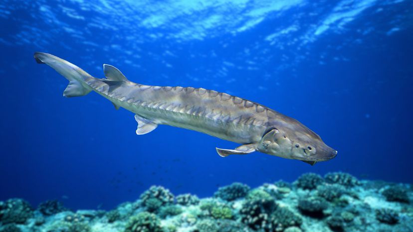 White sturgeon