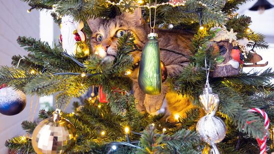 Are Christmas Trees Toxic to Cats? What About Tree Water?
