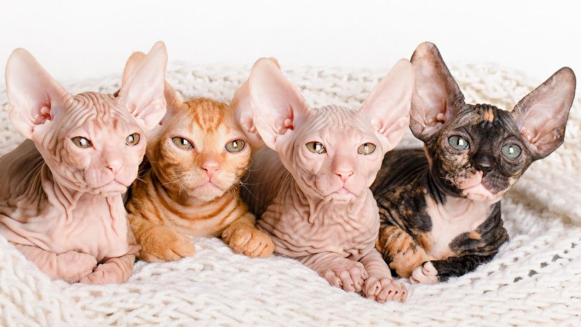 Sphynx kittens