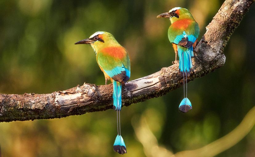 Turquoise-browed motmots