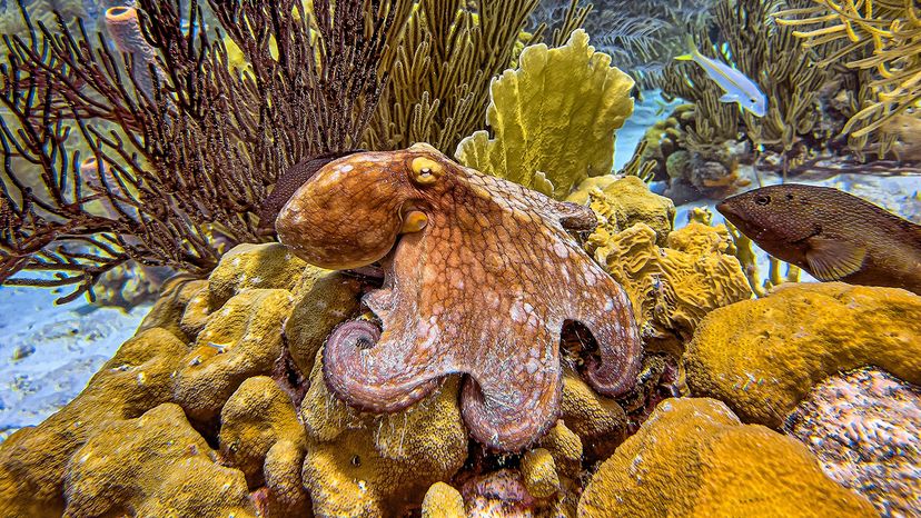 Caribbean reef octopus