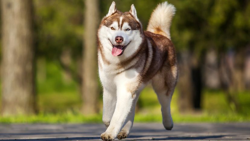 Siberian Husky