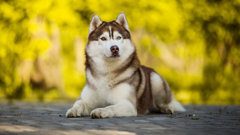 Siberian Husky
