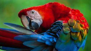 Scarlet Macaw