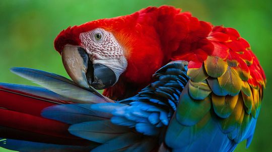 10 Most Beautiful Birds That Look Too Cool to Be Real