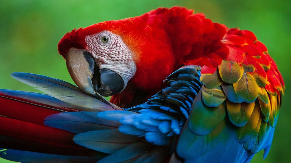 10 Most Beautiful Birds That Look Too Cool to Be Real