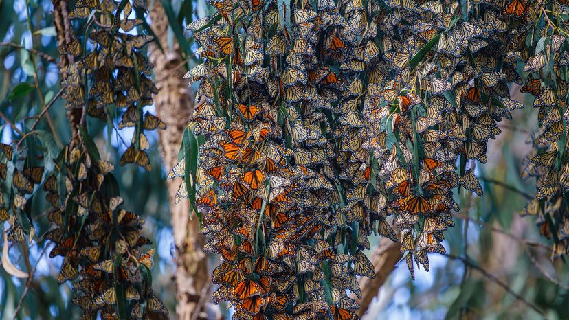 A kaleidoscope of Monarch butterflies