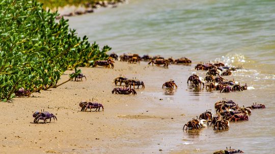 What Is a Group of Crabs Called? A Scuttle, a Clamor, a Cast?