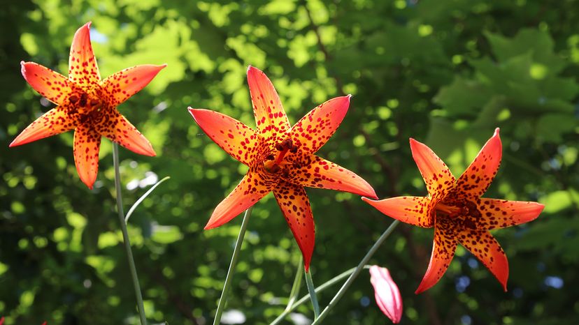 Canada lilies