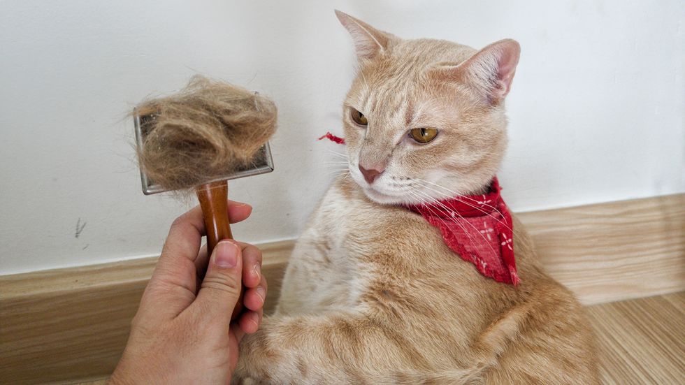 Why Does My Cat Have Dandruff?
