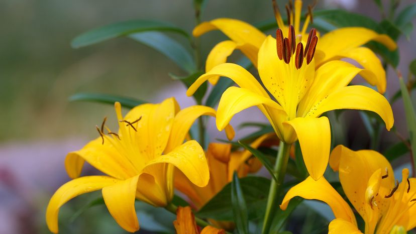 Asiatic lilies