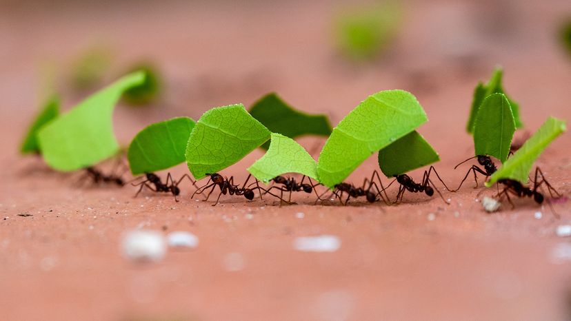 Leaf cutter ants