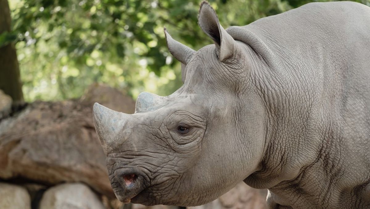 Can We Save the Sumatran Rhino From Extinction?