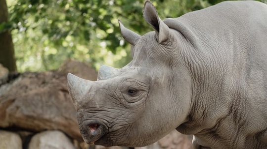 Can We Save the Sumatran Rhino From Extinction?
