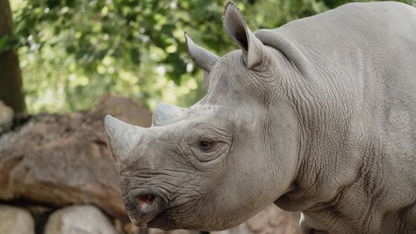 Close-up of a grey rhino's head and front haunches