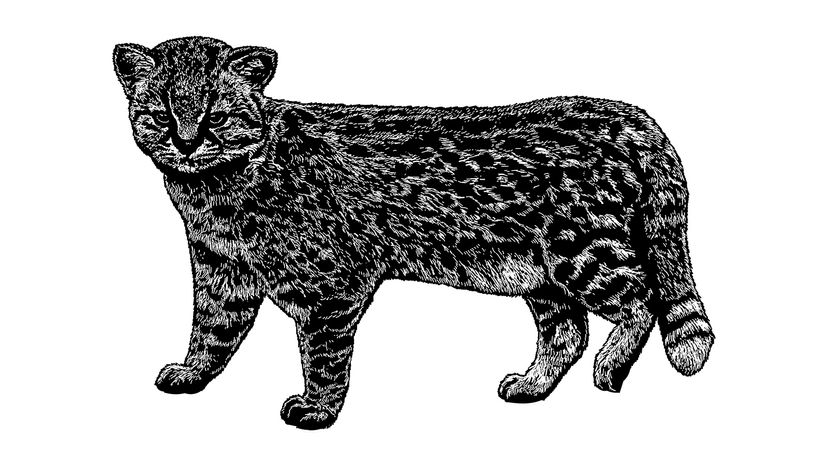 Black and white sketch of a tiny leopard-like cat
