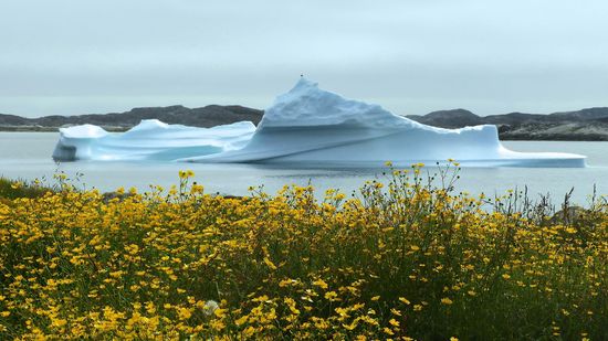 9 Arctic Plants That Defy Nature to Bloom Near the North Pole