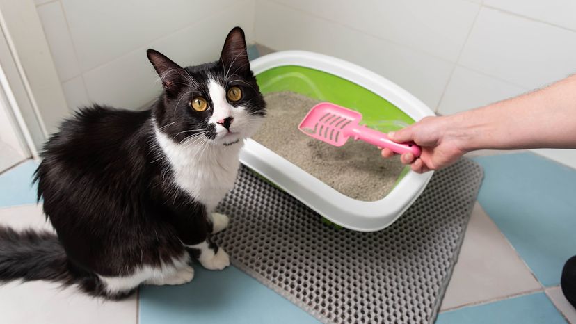 Cat with litter box