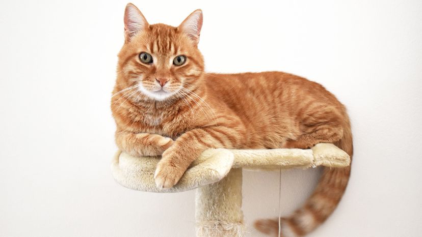 Ginger cat sitting on the cat activity center