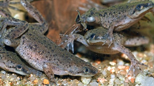 African Dwarf Frog: A Slow-eating, Scent-sensitive Pet