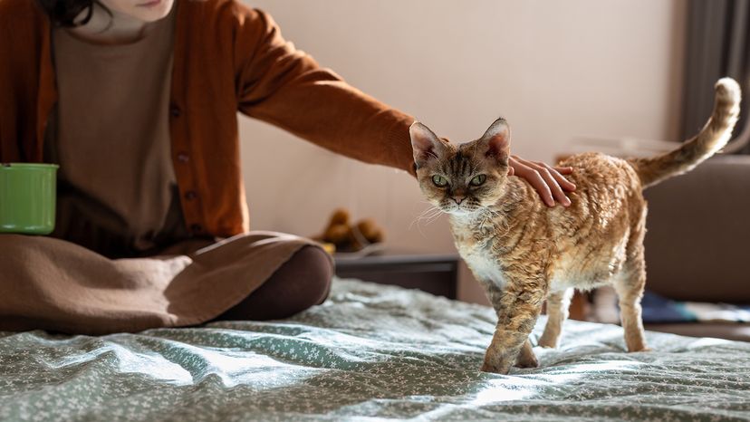 Devon Rex