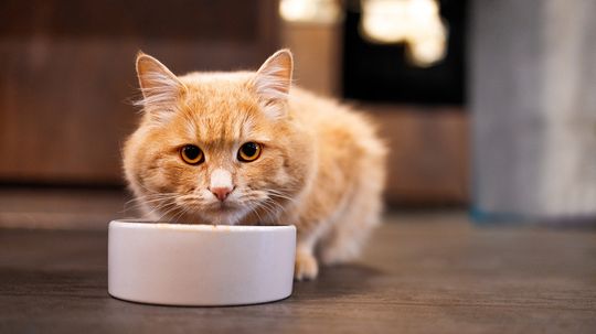 Can Cats Eat Dog Food? A Nibble of Kibble Is OK, But...