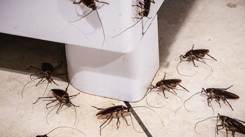 Cockroach infestation