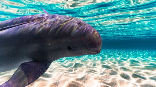 Yangtze Finless Porpoise: The World's Only Freshwater Porpoise