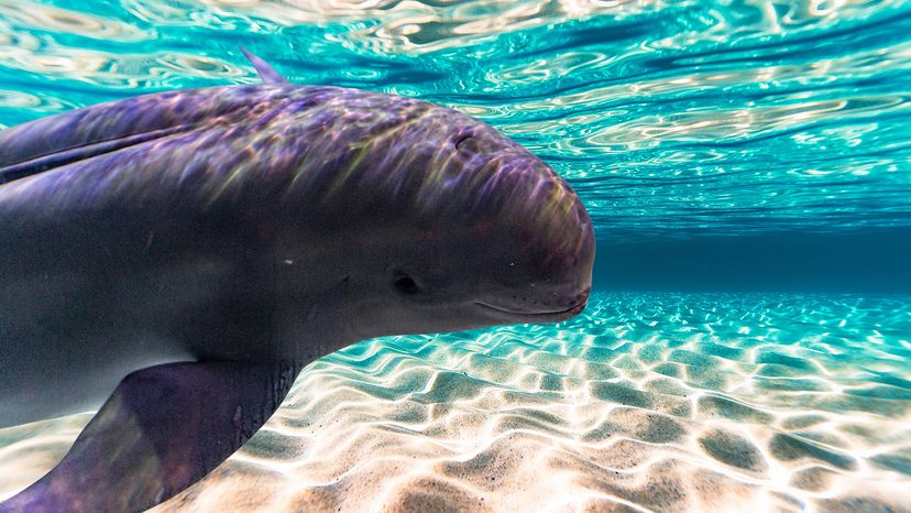 A finless porpoise in clear, shallow water, hovering over a sandy bottom