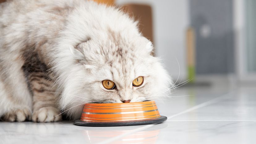 A focused Scottish Fold cat eats