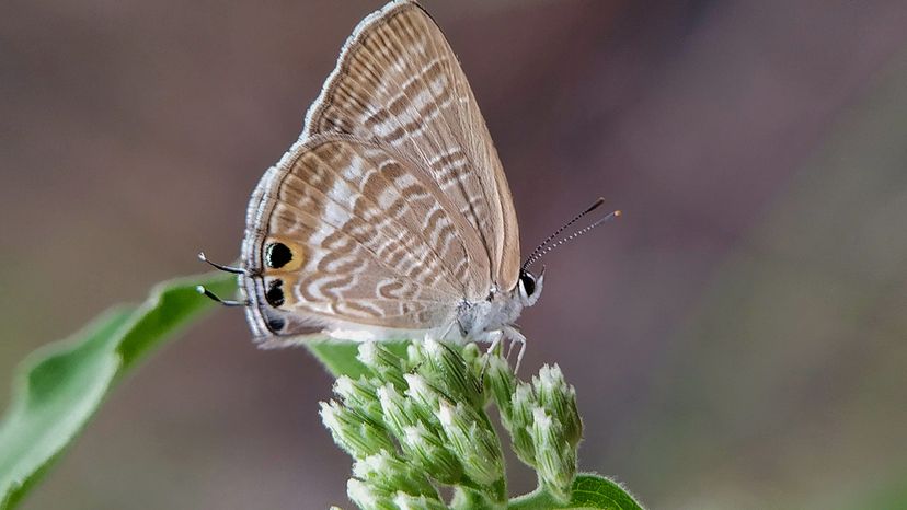 Long-tailed blue