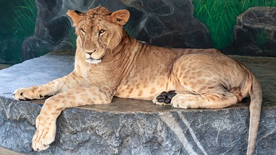 Is the Liger a Real Animal or Just a 'Napoleon Dynamite' Gag?