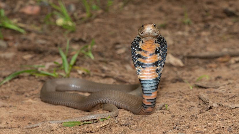 Mozambique spitting cobra