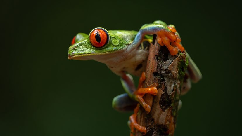 Red-eyed Tree Frog