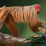 10 'Ugliest' Monkey Species: Unconventional Beauty in Primates