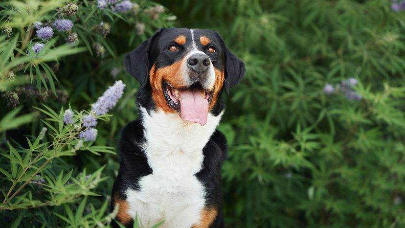 Greater Swiss Mountain Dog