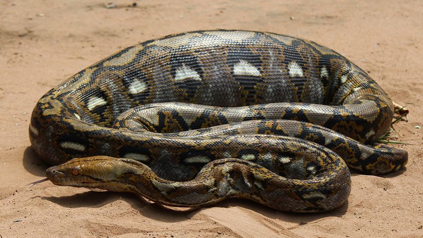 Reticulated python