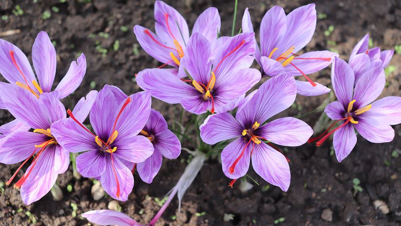 Saffron crocus