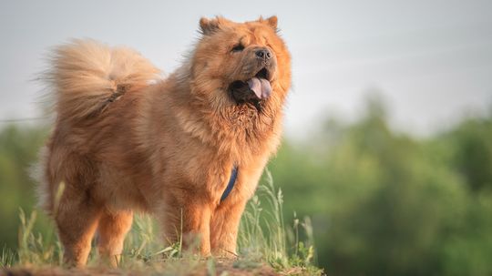 8 Most Expensive Dogs: Would You Pay $10K for a Rare Breed?