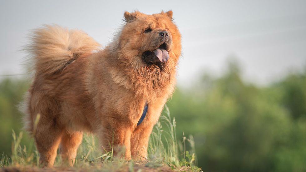 8 Most Expensive Dogs: Would You Pay $10K for a Rare Breed?