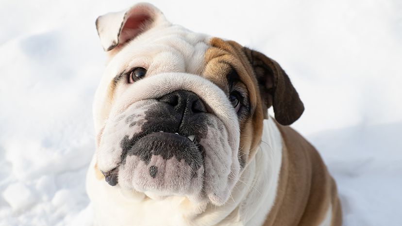 Bulldog